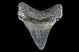 Juvenile Megalodon Tooth - Georgia #101376-1
